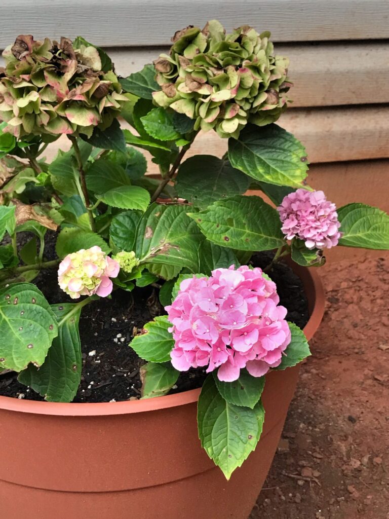 new and old hydrangea flower blooms