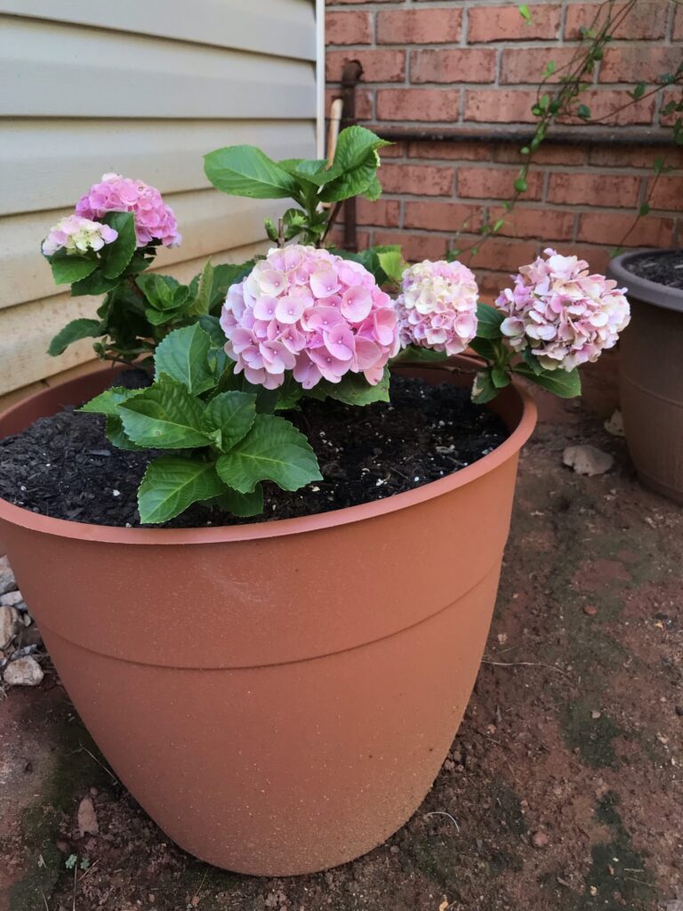 plant hydrangea in pots