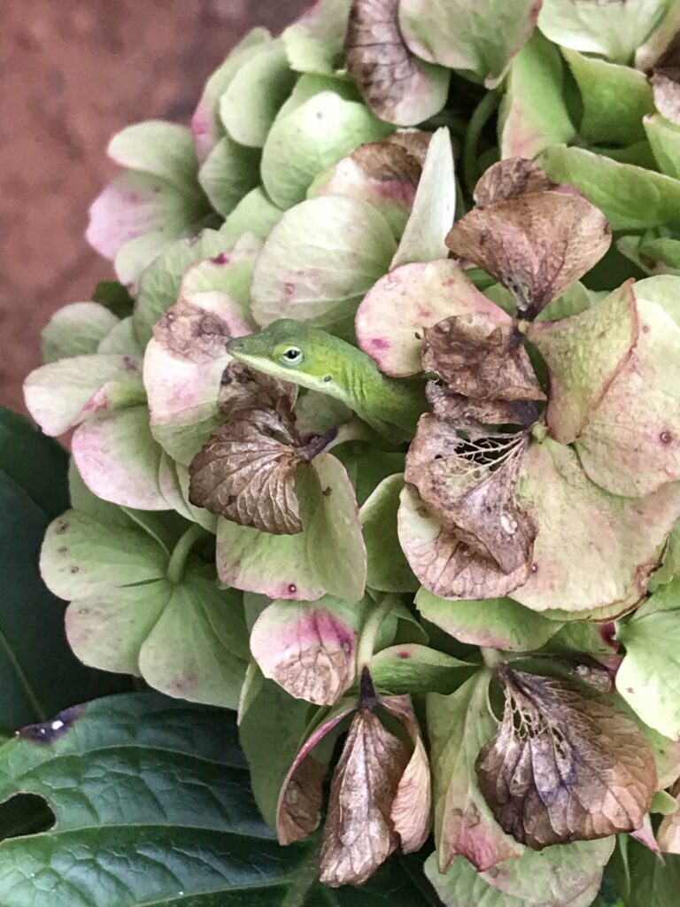 lizard in green hydrangea flower
