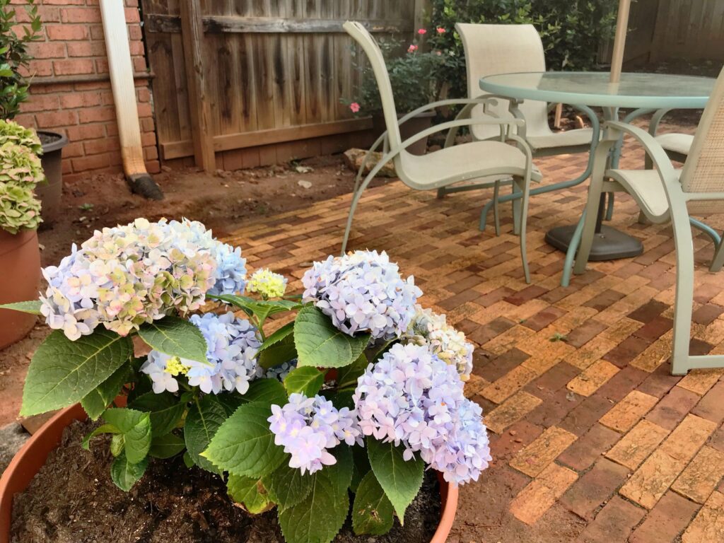 grow hydrangeas in pots for patio garden