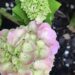 pink and green hydrangea blossoms
