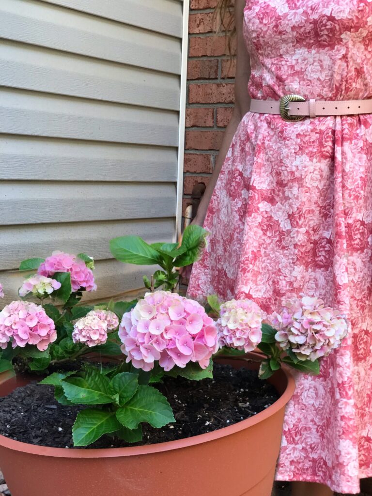 grow hydrangeas for beginner garden