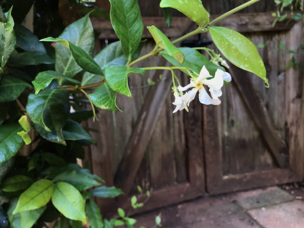 star jasmine bloom
