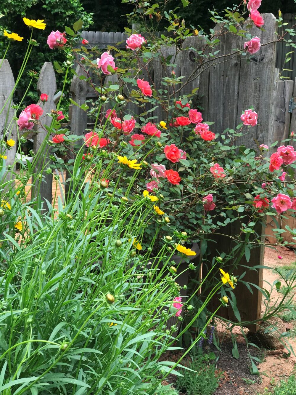 cottage garden of pink roses and yellow tickseed wildflowers