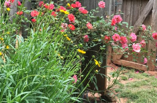 cottage garden of pink roses and yellow tickseed wildflowers