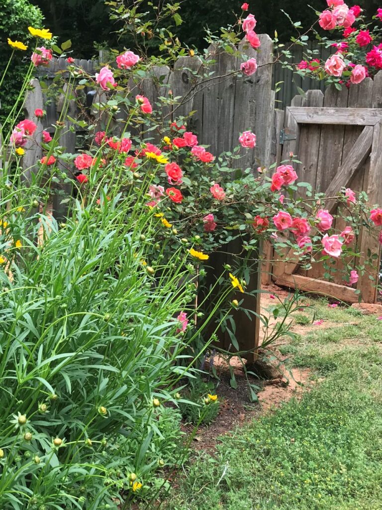 cottage garden of pink roses and yellow tickseed wildflowers