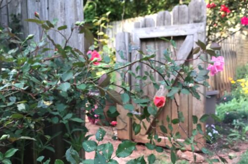 pink rose with garden gate