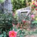 pink rose with garden gate