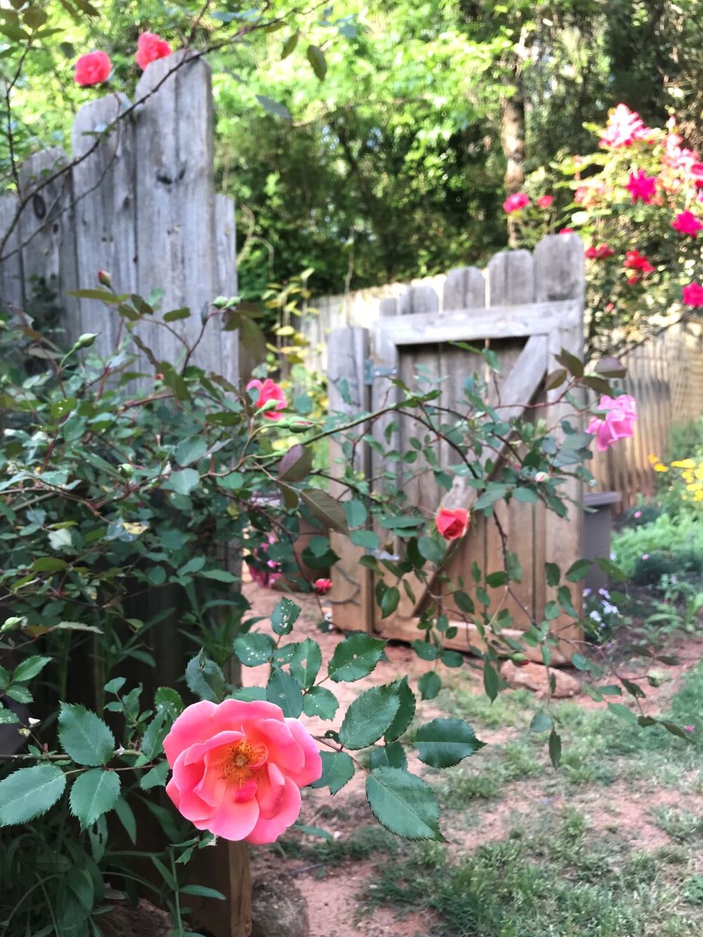 pink rose with garden gate