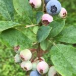 blueberries on bush in garden