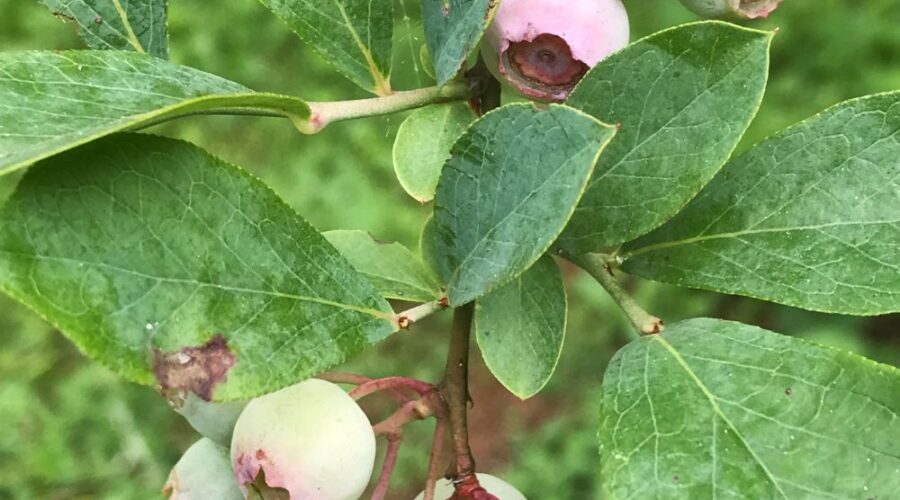 blueberries on bush in garden