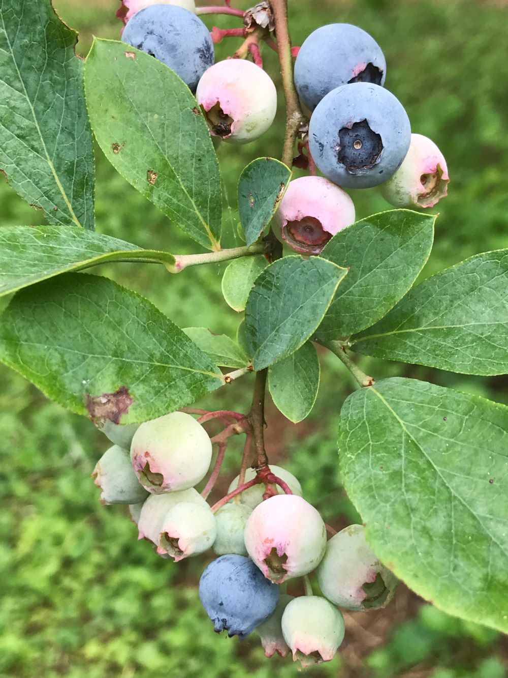 blueberries on bush in garden